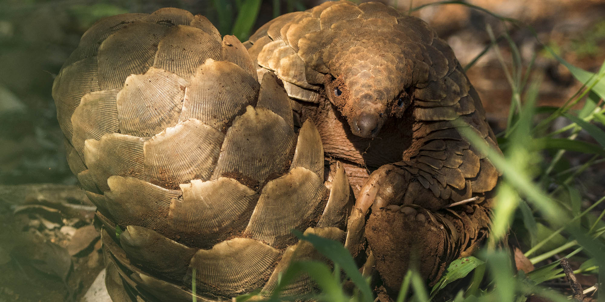 A question of scales: how to protect the African pangolin