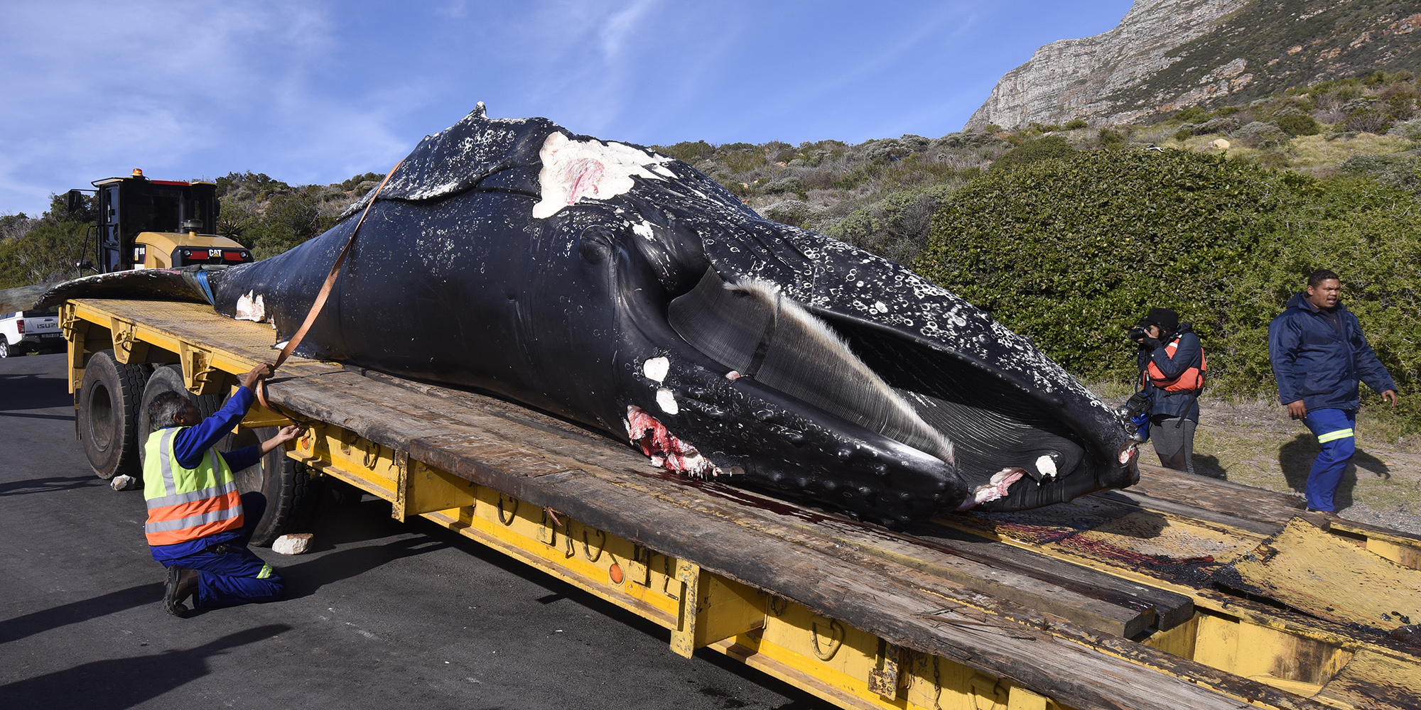 A whale of a controversy erupts as a second whale dies in two weeks