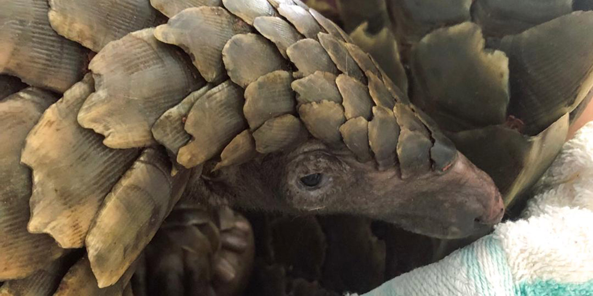 South Africa must harness the power of human and veterinary medicine before the next deadly virus strikes