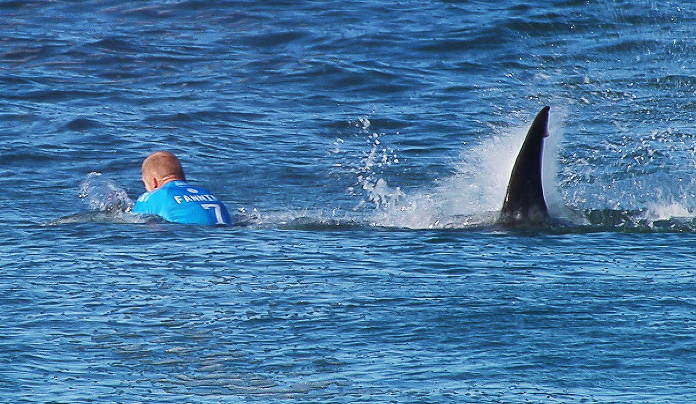 Shark attack: Fanning's close encounter puts predators back on radar