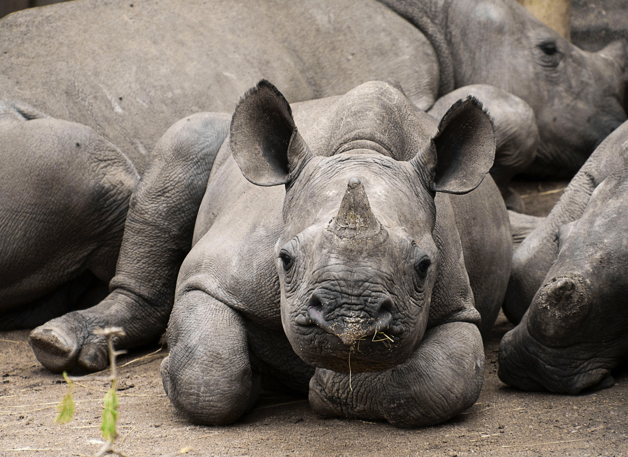 Helena Kriel on what sparked the writing of her book, ‘Meditating with Rhinos’