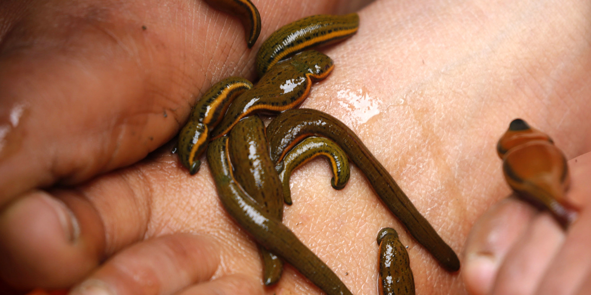 Scientists may have found a new coronavirus lurking in wildlife: Key Takeaways