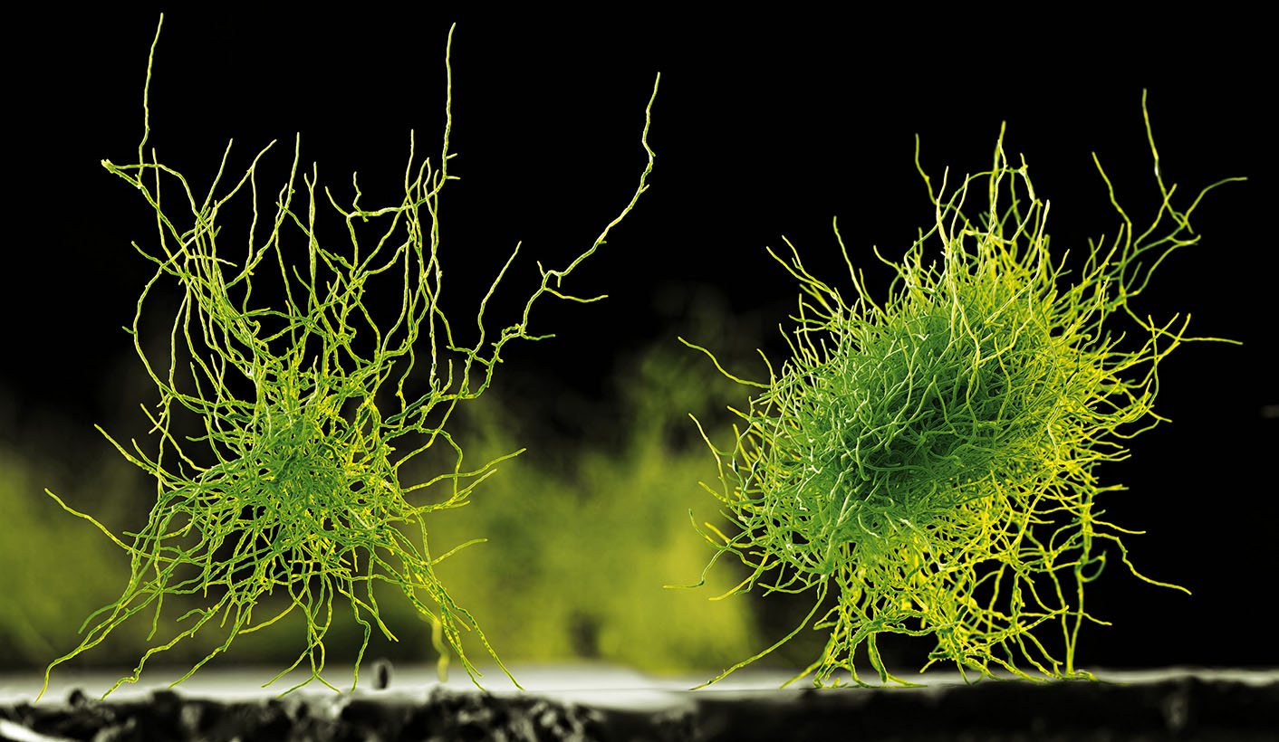 Ein Pilz als lebende Fabrik / A Fungus as a living factory