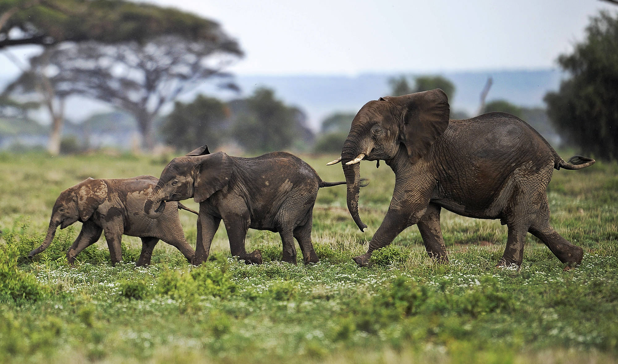 ISS Today: Elephants pay the price for politics