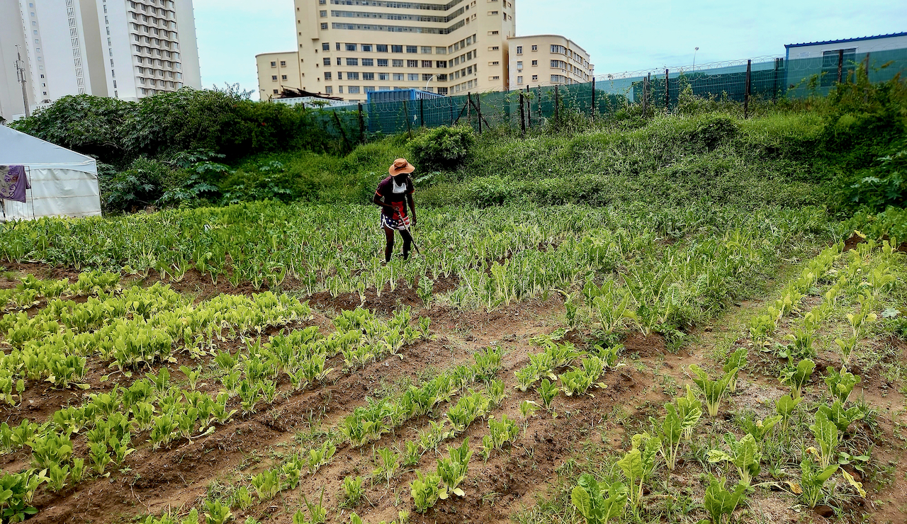 Urban food gardens produce more than vegetables, they create bonds for young Capetonians – study