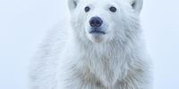 Polar Bear Cub. A polar bear cub staring wistfully into the distance, shot in Canada in November 2021. © Jenny Zhao, United States of America, Winner, National Awards, Natural World & Wildlife, 2022 Sony World Photography Awards