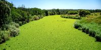 The Taaibosspruit (a tributary of the Vaal River) is inundated with alien invasive species, with water lettuce covering the stream for kilometres. (Photo: Julia Evans)