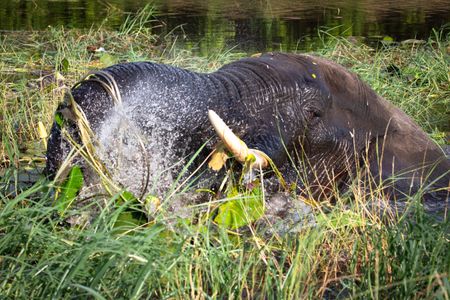 Even temporarily overshooting 2°C would cause permanent damage to Earth’s species