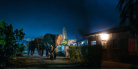 Elephants charge through Livingstone’s narrow streets, their towering figures trumpeting into the night. Altered habitats mean they emerge from the national park at dusk to seek food within Livingstone. A nighttime curfew, urging the community to stay indoors, aims to reduce human-wildlife conflict. The delicate equilibrium between humans and elephants in rural parts of Zambia is being disturbed as both populations vie for limited resources. The expansion of settlements and unsustainable agriculture is encroaching on elephant habitats, jeopardising the well-being of both human livelihoods and the elephant population. The question arises: can humans and elephants coexist? These problems have been escalating in the past decade, and with the expectation of increased droughts due to our warming climate, establishing transfrontier wildlife corridors becomes essential. However, the establishment of these corridors faces challenges posed by settlements, agriculture and infrastructure, which results in daily human-wildlife conflict. As these persistent issues continue it is increasingly evident that the local community plays a vital role in fostering a harmonious coexistence between humans and elephants. Developing economically and socially viable models for coexistence within the local community will be crucial for the long-term survival of both elephants and humans. Image: © Jasper Doest, Netherlands, Finalist, Professional competition, Wildlife & Nature, Sony World Photography Awards 2024