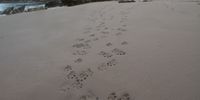 A family of Cape clawless otters leave their tracks on a wintery. early morning beach at Rooiels.