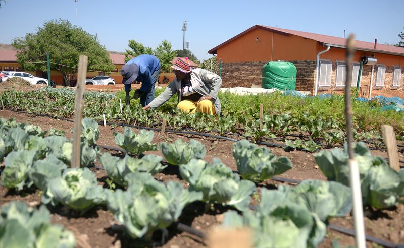 What happens to school gardens during the holiday season? 