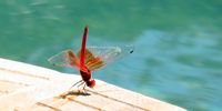 Dragonfly - translucent beauty. Image: Valerie Gauld