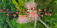 Barringtonia Racemosa Mtunzini. Photographer: Barbara Chedzey</p>
<p>
