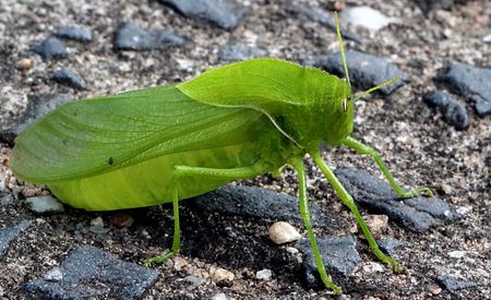 Scientists rejoice as happy SA hopper springs back to life