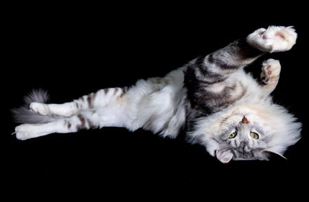 Cats first finagled their way into human hearts and homes thousands of years ago – here’s how