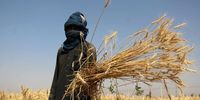 An Afghan farmer poses for a photo as they harvest wheat in Kandahar, Afghanistan, 27 May 2024. According to the Agriculture and Livestock Department officials in Kandahar, there has been an increase in wheat cultivation, with over 96,000 hectares planted, expected to yield over 360,000 tons. This follows the Afghan government's ban on poppy cultivation, which had previously been the dominant crop. As of late 2023, the United Nations Office on Drugs and Crime (UNODC) reported a 95 percent drop in Afghan opium poppy cultivation since the ban was enforced, leading to an estimated loss of more than one billion dollars for Afghan farmers. Many farmers have turned to wheat cultivation, but it does not generate as much income as opium. The UNODC called for urgent assistance to rural communities and investment in sustainable livelihoods away from opium.  EPA-EFE/QUDRATULLAH RAZWAN