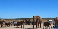 Elephant traffic jam! Photographer: Violet van ZylP