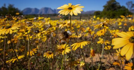 The Cape’s spring flower spectacle: Building back better with wildflowers as our guides