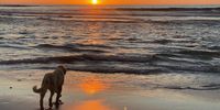 Charlie’s last swim of the day on Scarborough Beach. Image: Sue O’Brien