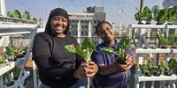Health and hope thrive in a hydroponic garden on a rooftop in Hillbrow