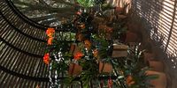 Clivias in the Puffadder at Babylonstoren. Photographer: Lorraine Adam