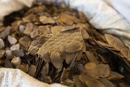 Vietnam bans wildlife trade to curb risk of pandemics