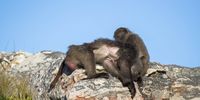 Two baboons groom each other on Slangkop Mountain. (Photo: Alan van Gysen)