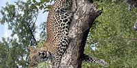A young male leopard at Singita, Castleton, in Mpumalanga at about 10 am.