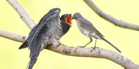 Feeding Time. Photographer: Paul Bartho