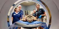 Rhossi the sea turtle undergoes CT scan, and more from around the world