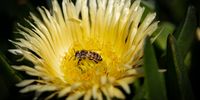 Pollinators delight! Lots and lots of nectar.