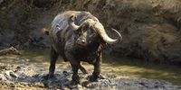 Mud Buffalo.