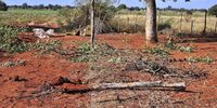 Flattened fences after another visit by elephants. (Photo: Lucas Ledwaba / Mukurukuru Media)