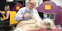 Photo Essay- Westminster Dog Show