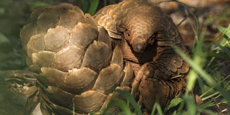 A question of scales: how to protect the African pangolin