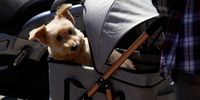 A dog peers out from a pram on the Croisette ahead of the opening of the 77th Cannes Film Festival in Cannes, France, May 13, 2024. REUTERS/Clodagh Kilcoyne