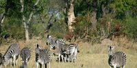 A small herd of zebras in the Kwedi concession in the Okavango Delta. (Photo: EPA / Gernot Hensel)