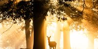 Deer Rutting Season In Richmond Park