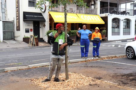 Tree replanting starts in Cape Town’s Newlands after devastating beetle infestation