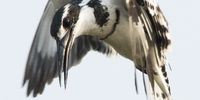 Pied Kingfisher looking for his next meal. Photographer:   Anthony Dakyns