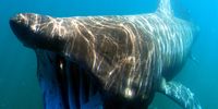 Basking sharks are second in the fish and shark size stakes, reaching up to 10m. They feed on plankton. (Photo: Greg Skomal / NOAA Fisheries Service/Wikimedia)
