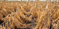 Dry corn plants in a field in Hodmezovasarhely, Hungary, on Wednesday, Aug. 3, 2022. Searing temperatures are shriveling corn crops across Europe, in the latest sign of a deepening crisis that spans everything from Rhine River transport to Spanish olive growers. Photographer: Akos Stiller/Bloomberg via Getty Images