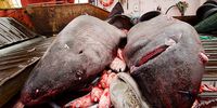 Greenland shark as bycatch. (Photo: Supplied)