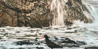 African oystercatcher at sunset. Photographer: Caroline Rowbottom</p>
<p>P4U_readersubmission_20250404