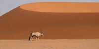 This dune looked different yesterday. Photographer: Henry van Biljon