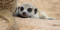 Cutie in the Kgalagadi - baby Suricate. Image: Gill Malcolm 