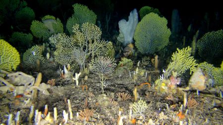 SA scientists concerned as marine taxonomists become an increasingly endangered species