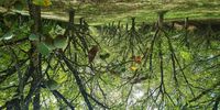 Rows and rows of walnut trees. (Photo: Marita van der Vyver)<br>