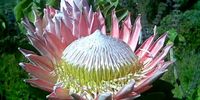 King Protea in all his glory. Image: Helene Vassilatos