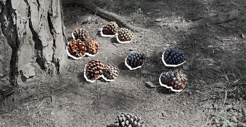 Unemployed South Africans turn to pine cones for Christmas cash